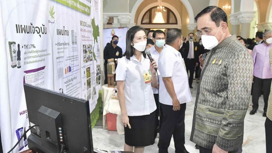 Hơn 800 bác sĩ Thái Lan kêu gọi chính phủ ngừng hợp pháp hóa cần sa